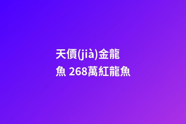 天價(jià)金龍魚 268萬紅龍魚